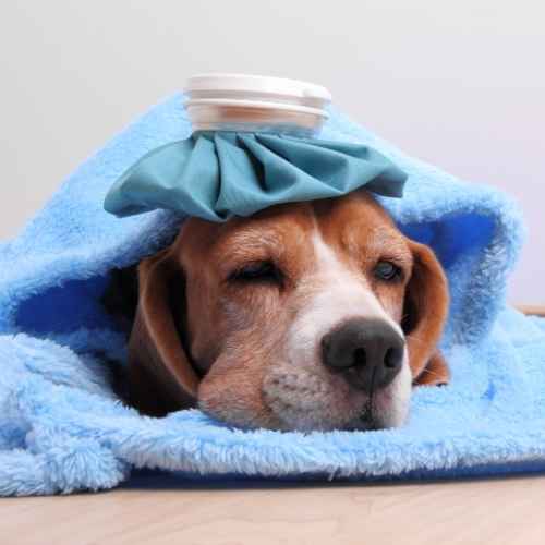 Mascote Veteriner Kliniği İzmir Acil Veterinerlik Hizmeti