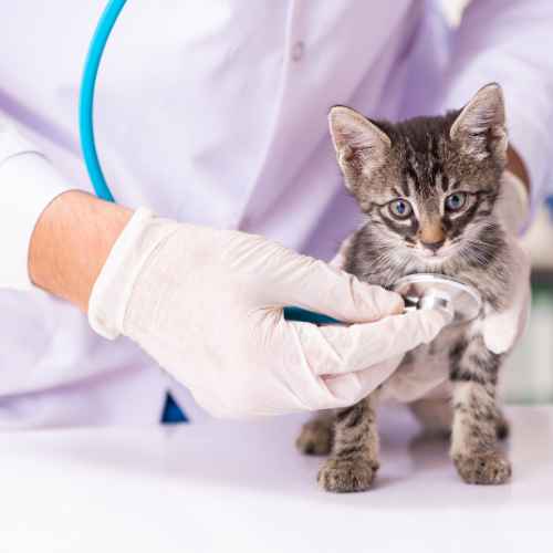 Mascote Veteriner Kliniği İzmir Check-Up