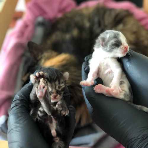 Mascote Veteriner Kliniği İzmir Doğum