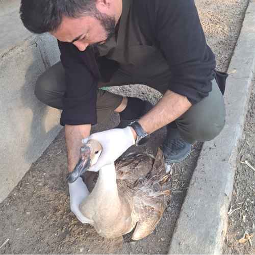 Mascote Veteriner Kliniği İzmir Evde Bakım