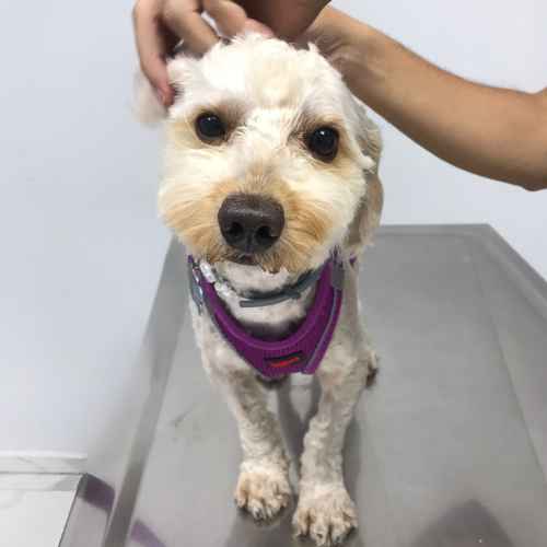 Mascote Veteriner Kliniği İzmir Mikroçip