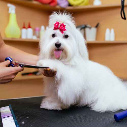 Mascote Veteriner Kliniği İzmir Pet Kuaför