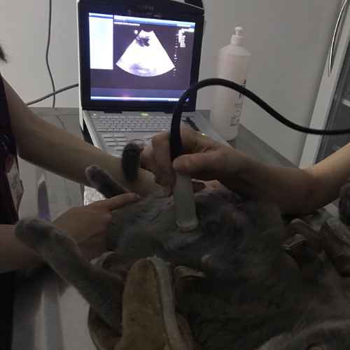 Mascote Veteriner Kliniği İzmir Ultrason
